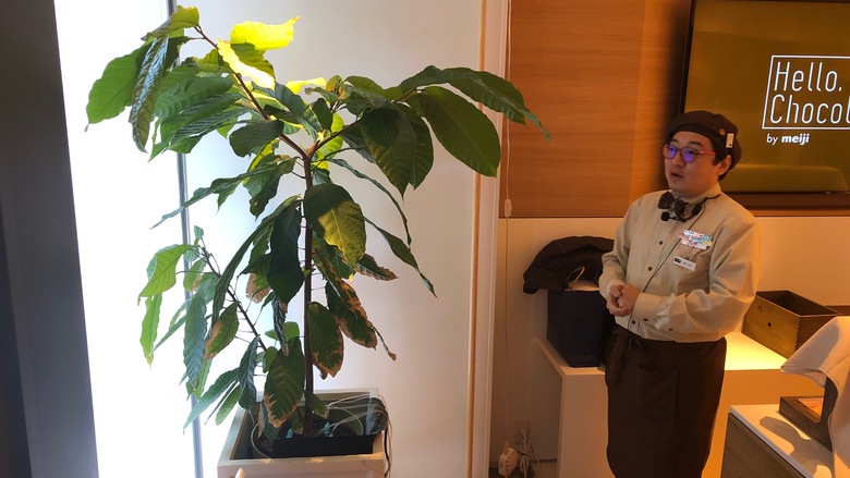 ハローチョコレートツアー_カカオの木
