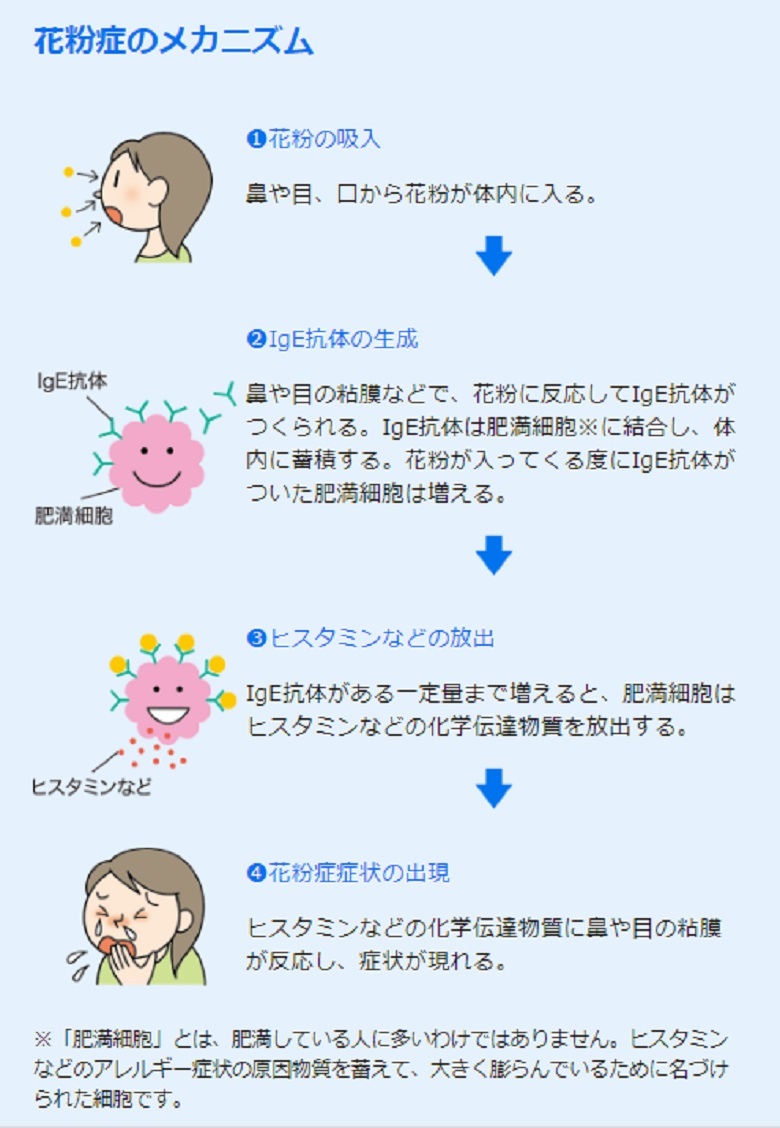 花粉症のメカニズム図